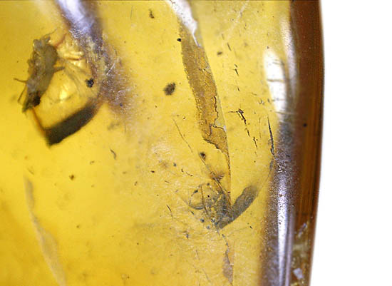 大小４匹の虫を内包する、透明度の高いバルト海産琥珀（その14）