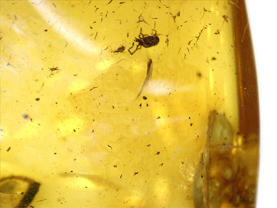 大小４匹の虫を内包する、透明度の高いバルト海産琥珀（その8）