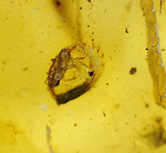 大小４匹の虫を内包する、透明度の高いバルト海産琥珀