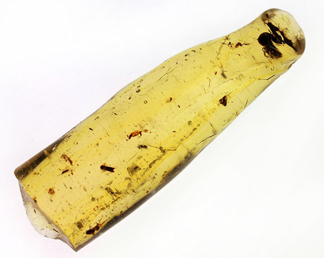 虫入りコーパル(Copal)の入門的標本(その1)