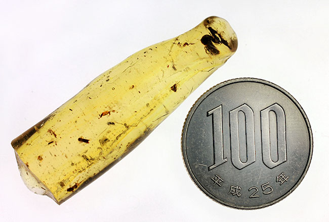 虫入りコーパル(Copal)の入門的標本(その12)