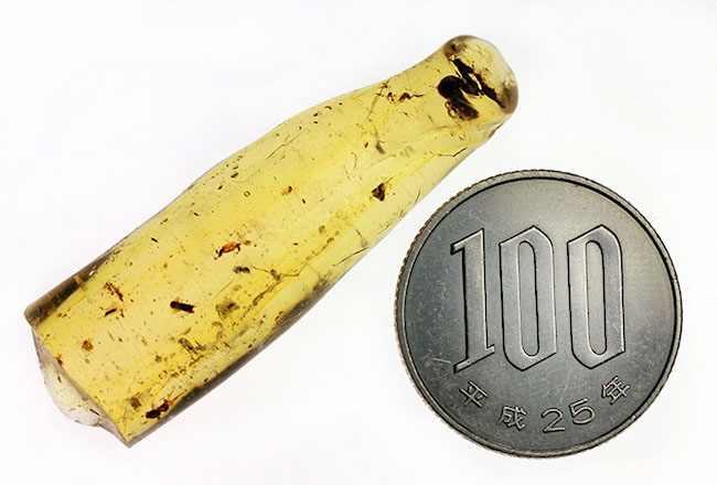 虫入りコーパル(Copal)の入門的標本(その14)