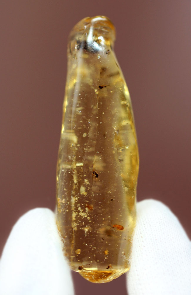 虫入りコーパル(Copal)の入門的標本(その2)