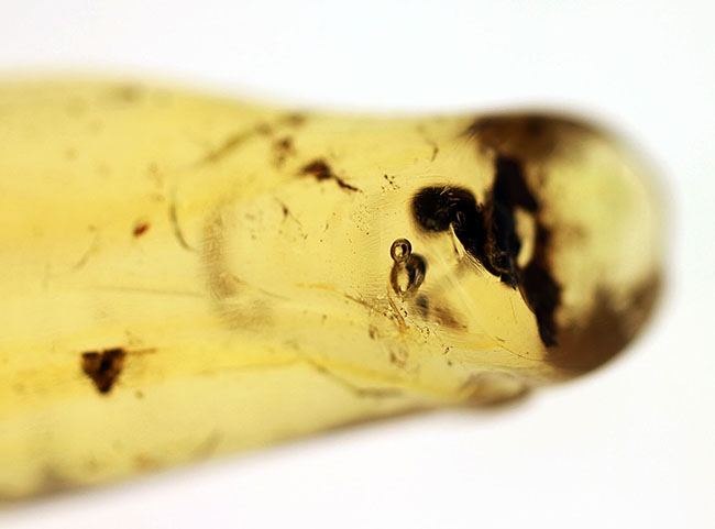 虫入りコーパル(Copal)の入門的標本(その3)