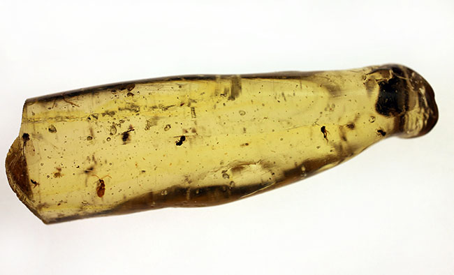 虫入りコーパル(Copal)の入門的標本(その5)