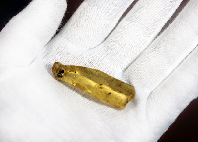 虫入りコーパル(Copal)の入門的標本(その6)