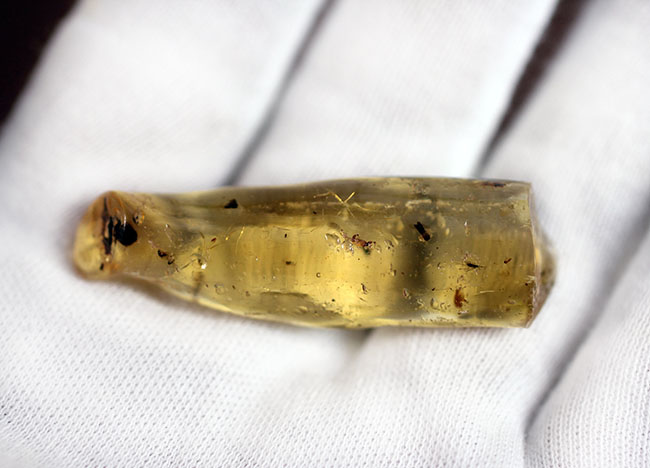 虫入りコーパル(Copal)の入門的標本(その7)