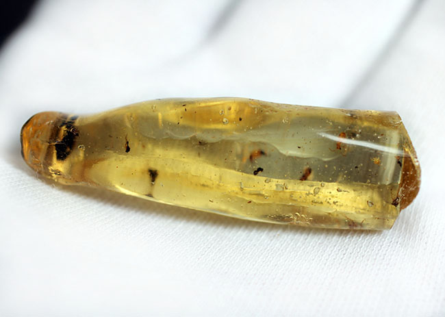 虫入りコーパル(Copal)の入門的標本(その8)