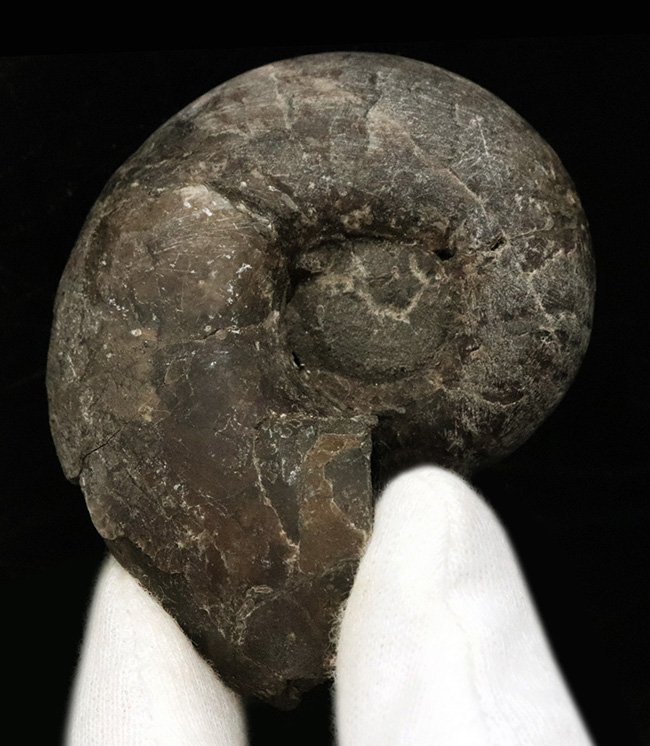 北海道の白亜紀(バレミアン)の地層から見つかったアンモナイト、テトラゴニテス(Tetragonites)の化石(その1)