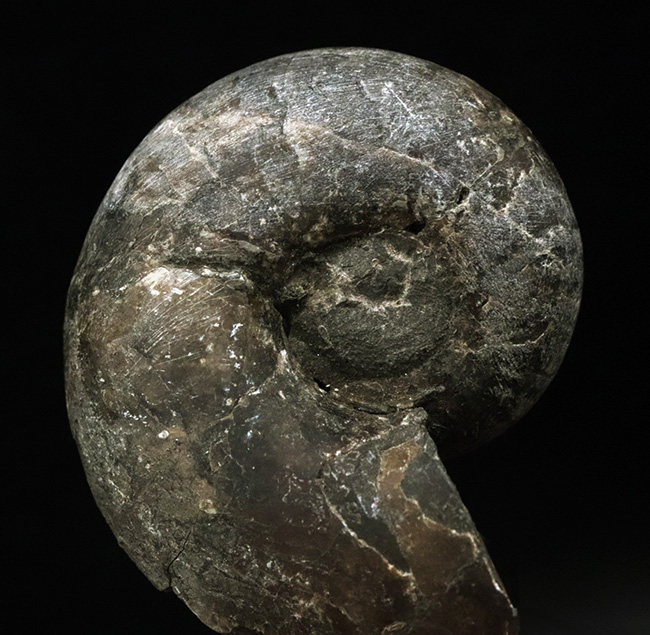 北海道の白亜紀(バレミアン)の地層から見つかったアンモナイト、テトラゴニテス(Tetragonites)の化石(その2)