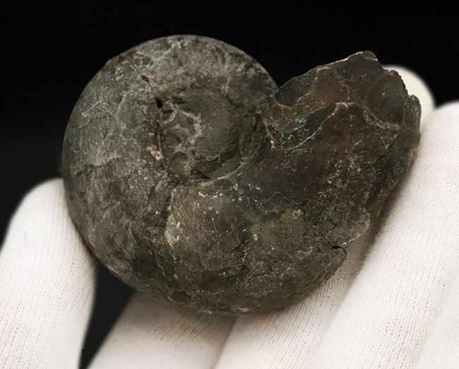 北海道の白亜紀(バレミアン)の地層から見つかったアンモナイト、テトラゴニテス(Tetragonites)の化石(その3)