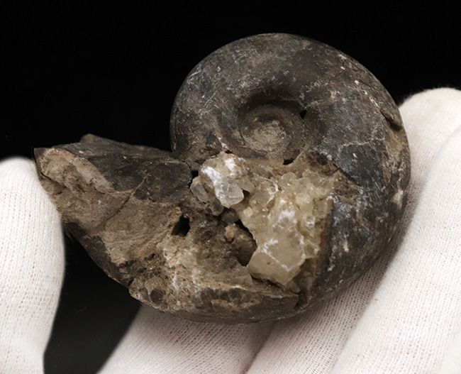 北海道の白亜紀(バレミアン)の地層から見つかったアンモナイト、テトラゴニテス(Tetragonites)の化石(その4)