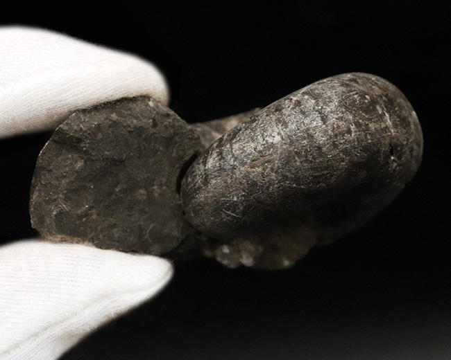北海道の白亜紀(バレミアン)の地層から見つかったアンモナイト、テトラゴニテス(Tetragonites)の化石(その5)