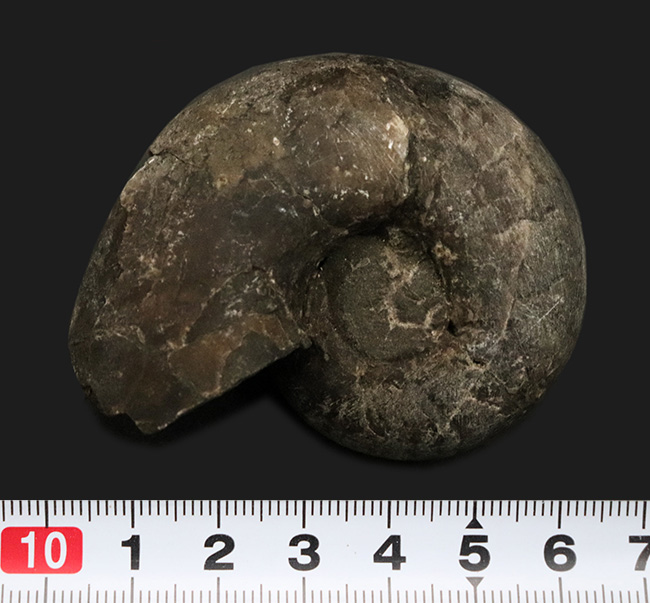 北海道の白亜紀(バレミアン)の地層から見つかったアンモナイト、テトラゴニテス(Tetragonites)の化石(その6)