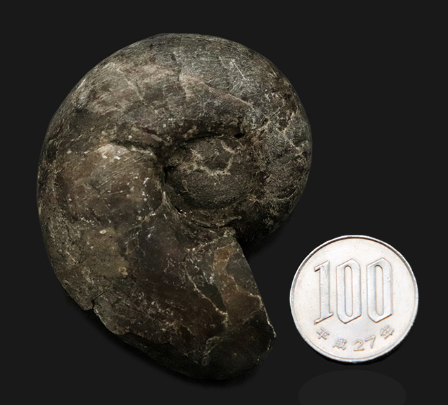 北海道の白亜紀(バレミアン)の地層から見つかったアンモナイト、テトラゴニテス(Tetragonites)の化石(その7)