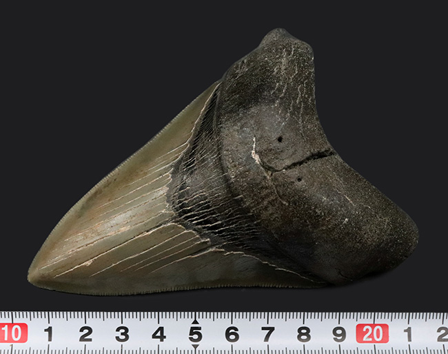状態の良いセレーション、エネメル質、左右対称性、分厚さを兼ね備えた一級のコレクション価値を持つメガロドン（Carcharocles megalodon）の歯化石（その11）