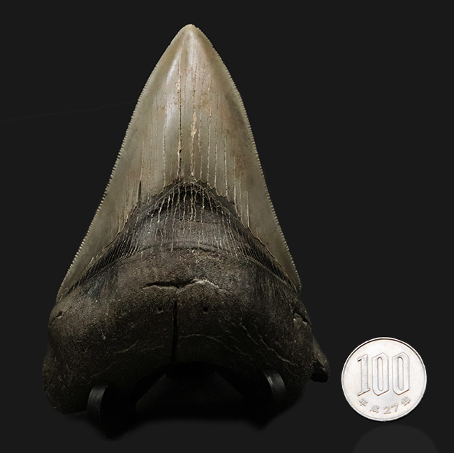 状態の良いセレーション、エネメル質、左右対称性、分厚さを兼ね備えた一級のコレクション価値を持つメガロドン（Carcharocles megalodon）の歯化石（その12）