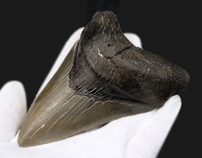 状態の良いセレーション、エネメル質、左右対称性、分厚さを兼ね備えた一級のコレクション価値を持つメガロドン（Carcharocles megalodon）の歯化石（その4）