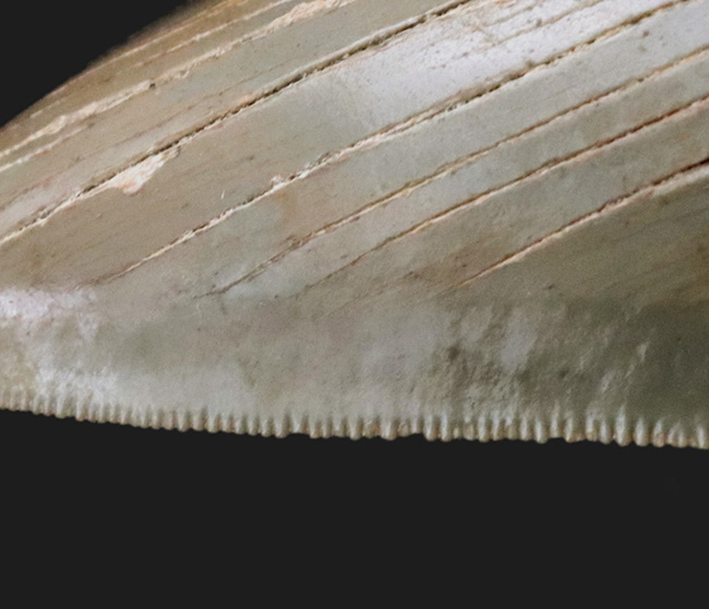 状態の良いセレーション、エネメル質、左右対称性、分厚さを兼ね備えた一級のコレクション価値を持つメガロドン（Carcharocles megalodon）の歯化石（その5）