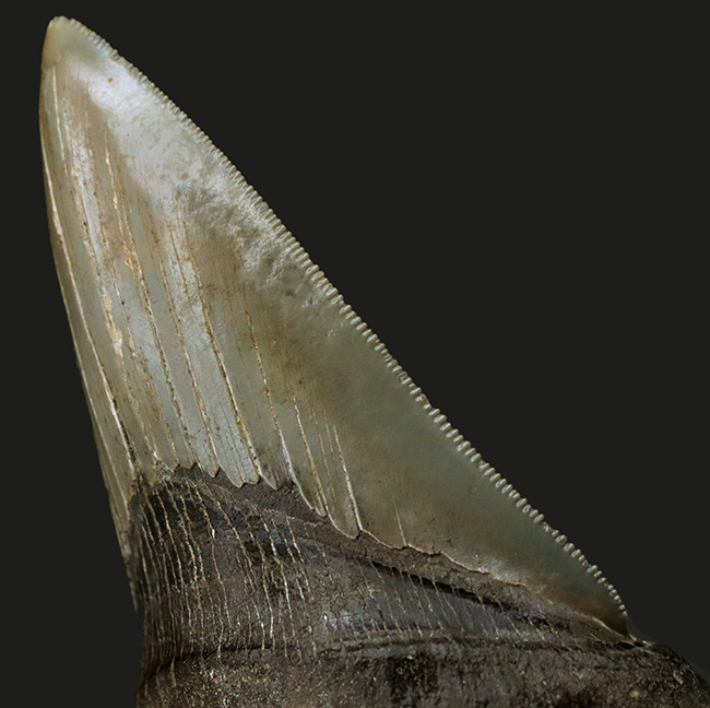 状態の良いセレーション、エネメル質、左右対称性、分厚さを兼ね備えた一級のコレクション価値を持つメガロドン（Carcharocles megalodon）の歯化石（その8）
