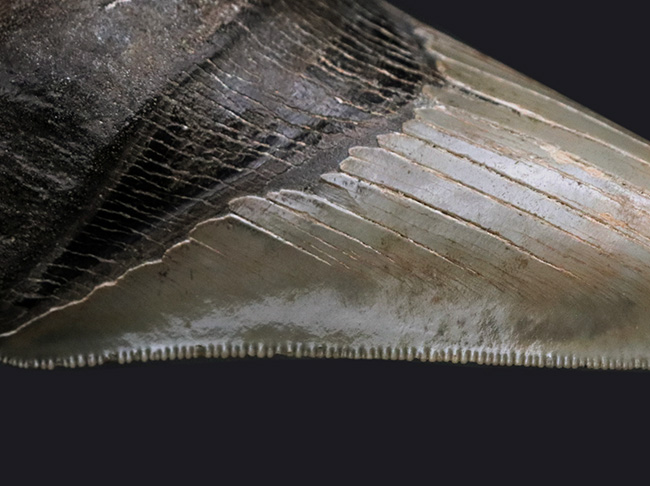 状態の良いセレーション、エネメル質、左右対称性、分厚さを兼ね備えた一級のコレクション価値を持つメガロドン（Carcharocles megalodon）の歯化石（その9）