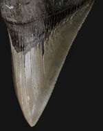 状態の良いセレーション、エネメル質、左右対称性、分厚さを兼ね備えた一級のコレクション価値を持つメガロドン（Carcharocles megalodon）の歯化石