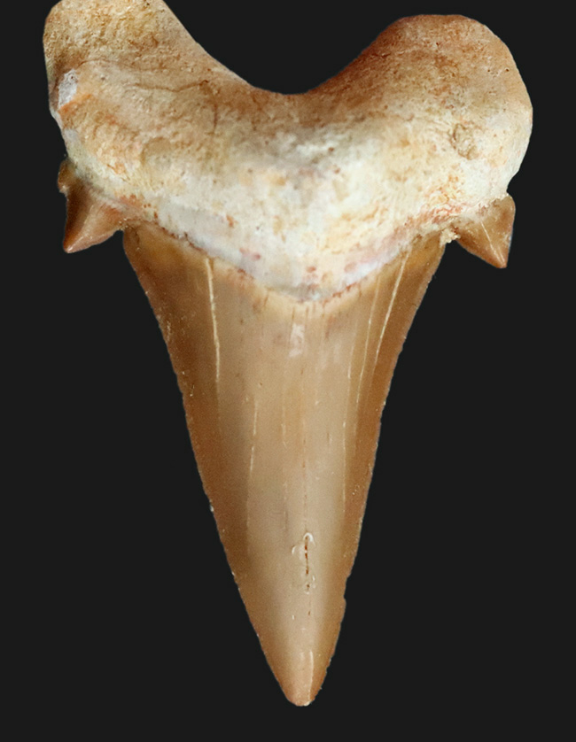 素晴らしい保存状態とサイズを誇る、約5000万年前の海のトッププレデター、オトドゥス（Otodus）の極めて上質な歯化石（その1）