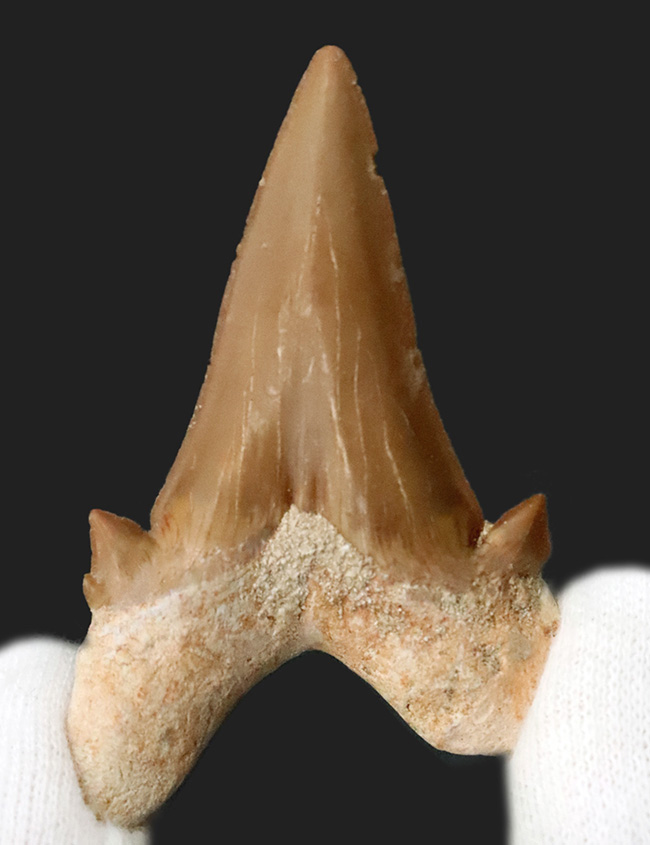 素晴らしい保存状態とサイズを誇る、約5000万年前の海のトッププレデター、オトドゥス（Otodus）の極めて上質な歯化石（その2）