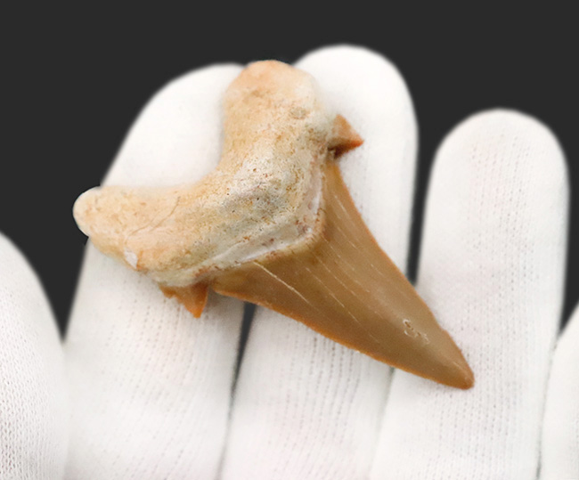 素晴らしい保存状態とサイズを誇る、約5000万年前の海のトッププレデター、オトドゥス（Otodus）の極めて上質な歯化石（その3）