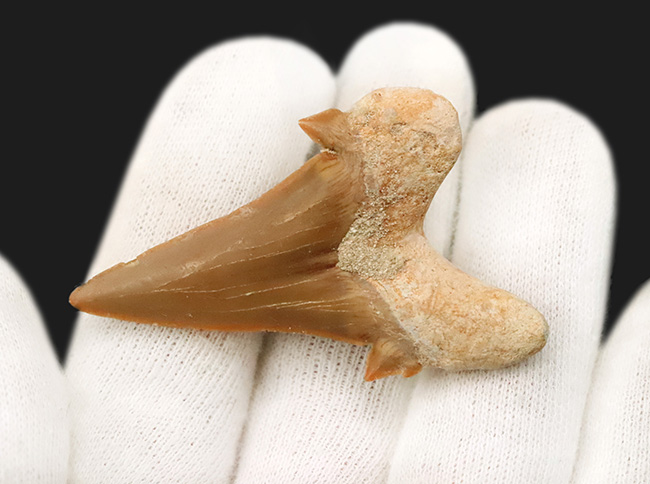 素晴らしい保存状態とサイズを誇る、約5000万年前の海のトッププレデター、オトドゥス（Otodus）の極めて上質な歯化石（その4）