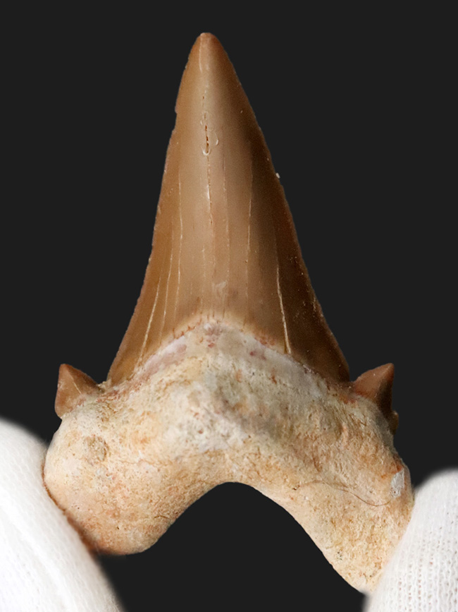 素晴らしい保存状態とサイズを誇る、約5000万年前の海のトッププレデター、オトドゥス（Otodus）の極めて上質な歯化石（その5）