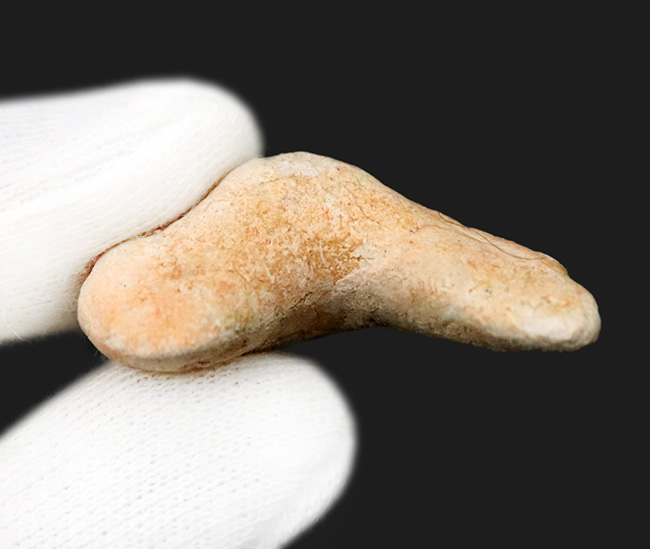 素晴らしい保存状態とサイズを誇る、約5000万年前の海のトッププレデター、オトドゥス（Otodus）の極めて上質な歯化石（その6）