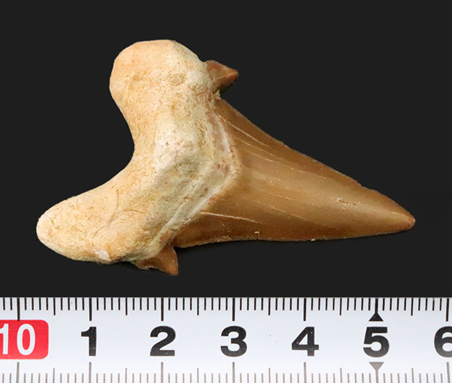 素晴らしい保存状態とサイズを誇る、約5000万年前の海のトッププレデター、オトドゥス（Otodus）の極めて上質な歯化石（その7）