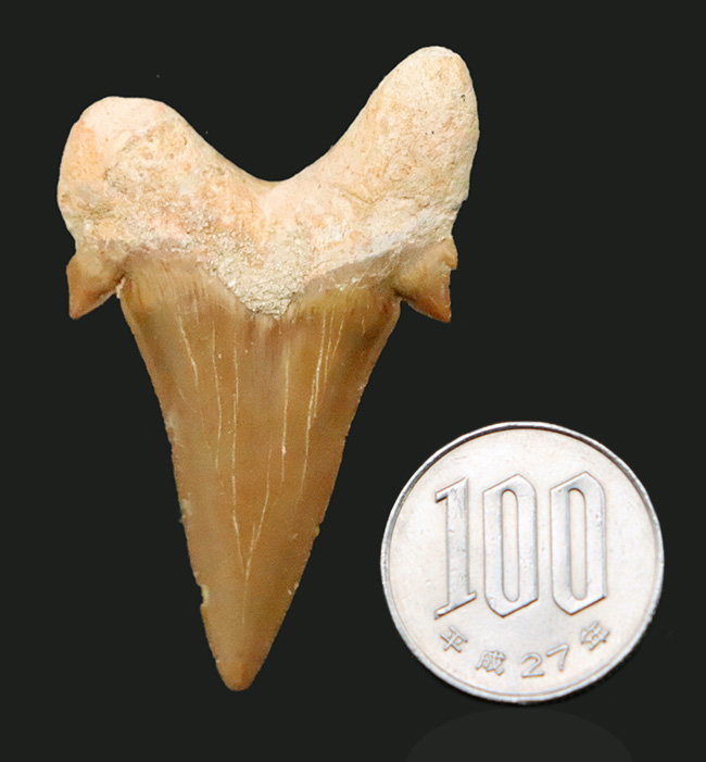 素晴らしい保存状態とサイズを誇る、約5000万年前の海のトッププレデター、オトドゥス（Otodus）の極めて上質な歯化石（その8）