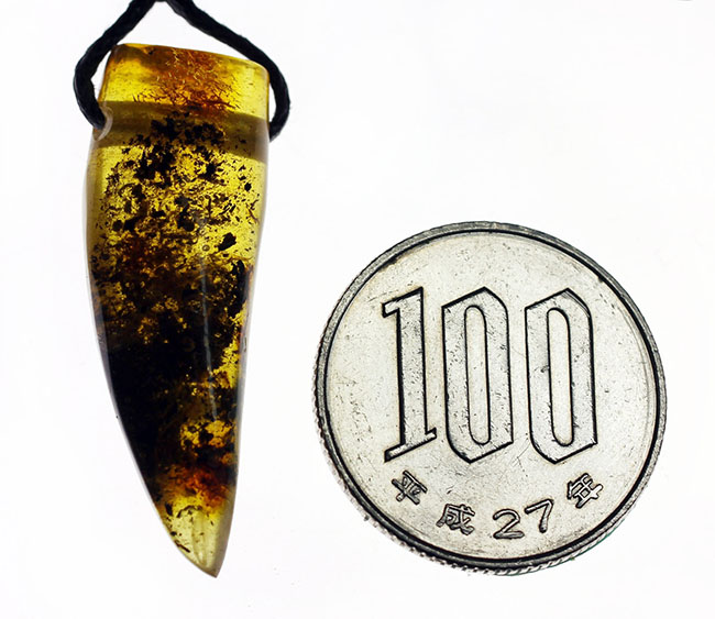 古代の泡、植物片が内包されています!名産地のバルト海産、琥珀のペンダント(黒紐付き)(その11)