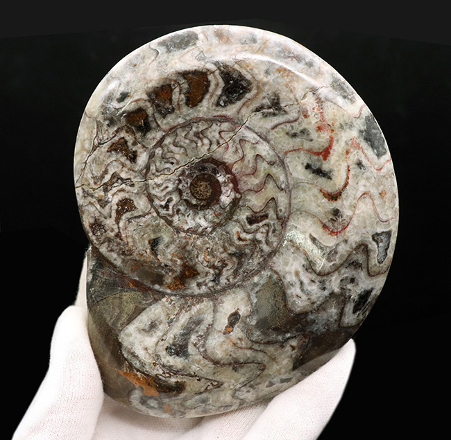 大宮 アンモナイトの化石 ベルギーで入手 a010(yh) - アンティーク