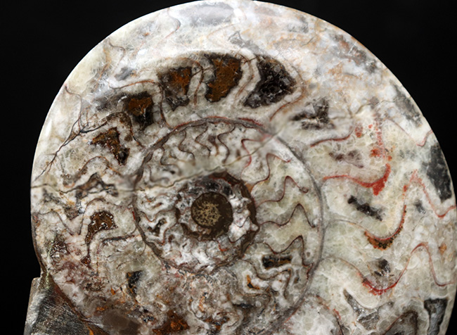 アンモナイトの祖先、カラフルなゴニアタイト（Goniatite）の化石。１０センチ超え大判！（その2）