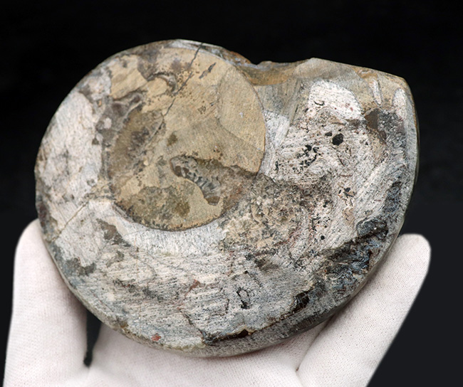 アンモナイトの祖先、カラフルなゴニアタイト（Goniatite）の化石。１０センチ超え大判！（その6）