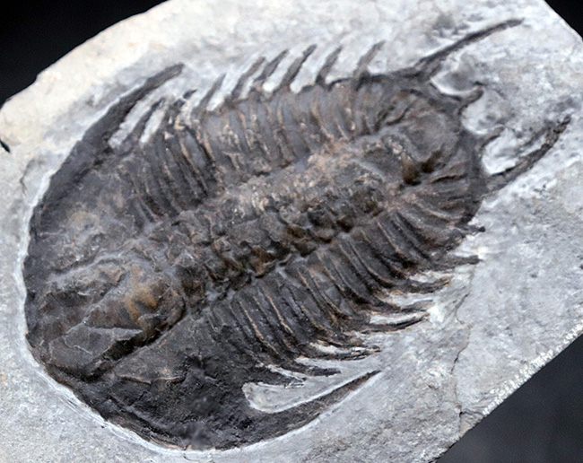 化石 三葉虫  TRILOBITE カンブリア紀 アメリカ ユタ州