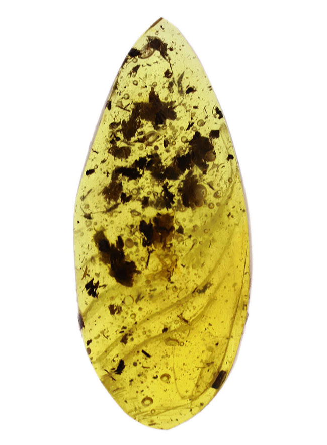 ３センチを超えるドロップ型、４０００万年前の植物片を多数内包したバルティックアンバー（Amber）（その1）