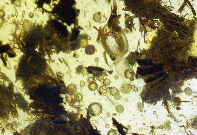 3センチを超えるドロップ型、4000万年前の植物片を多数内包したバルティックアンバー(Amber)(その2)