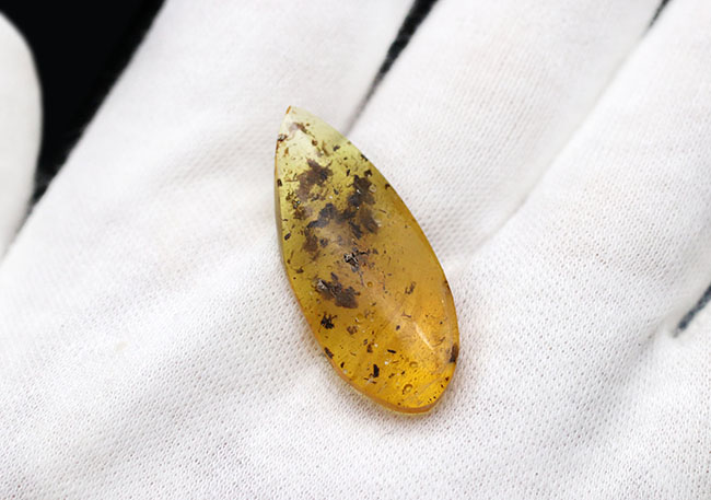 3センチを超えるドロップ型、4000万年前の植物片を多数内包したバルティックアンバー(Amber)(その3)