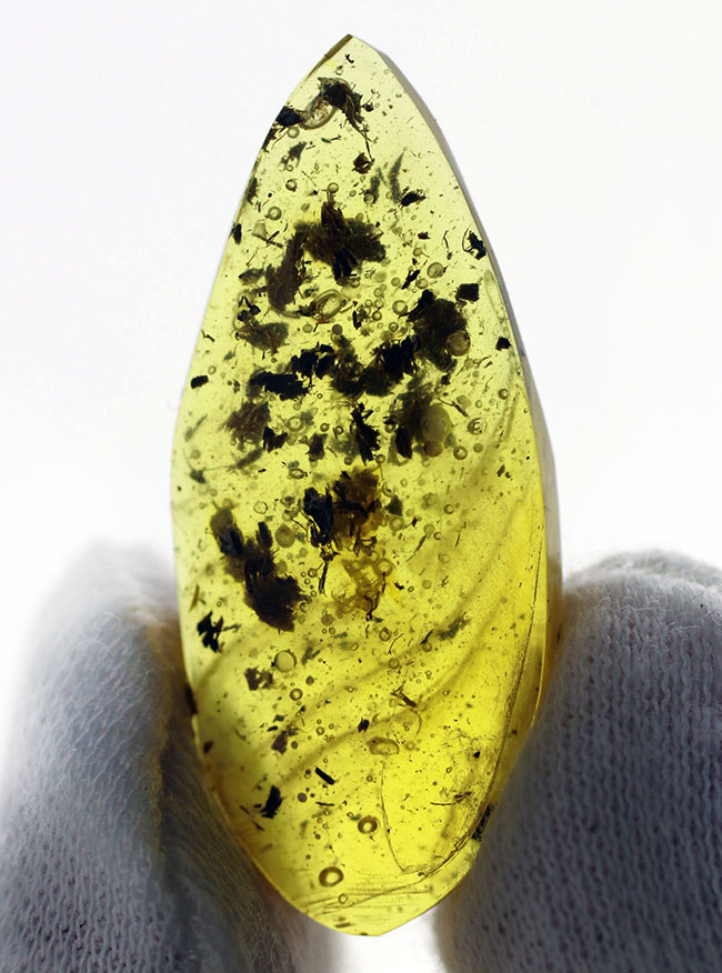 3センチを超えるドロップ型、4000万年前の植物片を多数内包したバルティックアンバー(Amber)(その4)