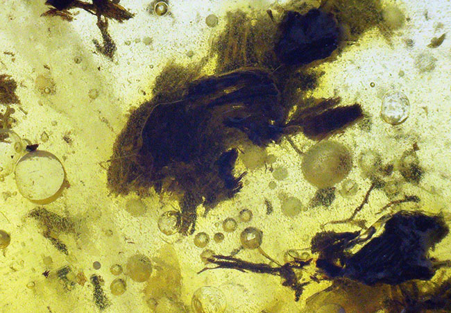 3センチを超えるドロップ型、4000万年前の植物片を多数内包したバルティックアンバー(Amber)(その5)