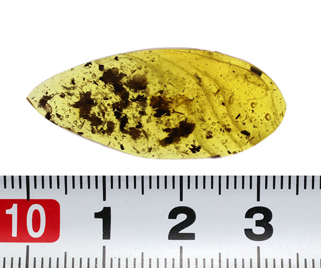 ３センチを超えるドロップ型、４０００万年前の植物片を多数内包したバルティックアンバー（Amber）（その6）