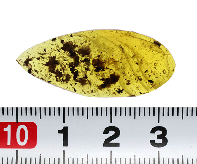 3センチを超えるドロップ型、4000万年前の植物片を多数内包したバルティックアンバー(Amber)(その6)