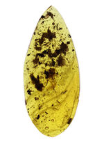 ３センチを超えるドロップ型、４０００万年前の植物片を多数内包したバルティックアンバー（Amber）