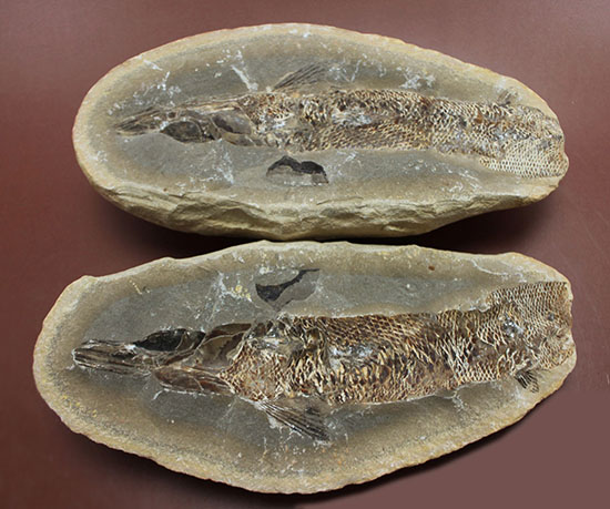 20センチオーバー、３キロ超えの堂々標本。ブラジル・セアラ州産魚化石。（その1）
