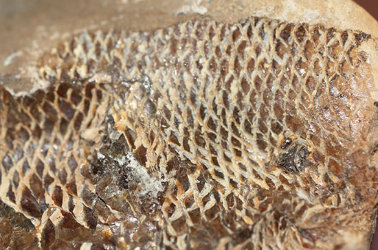 20センチオーバー、３キロ超えの堂々標本。ブラジル・セアラ州産魚化石。（その10）