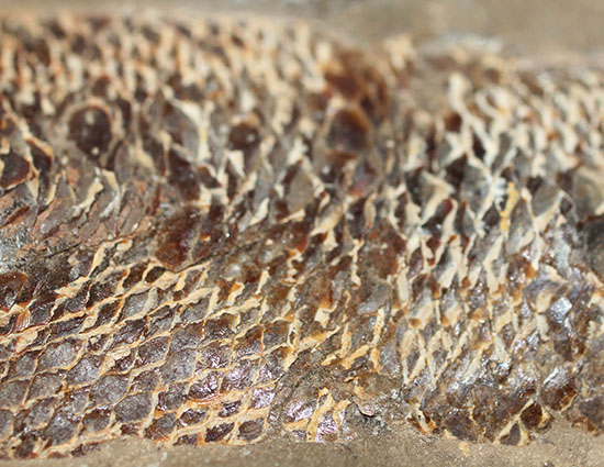 20センチオーバー、３キロ超えの堂々標本。ブラジル・セアラ州産魚化石。（その11）